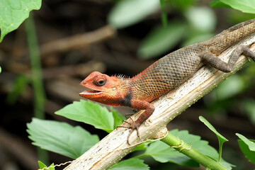 lizard on a tree