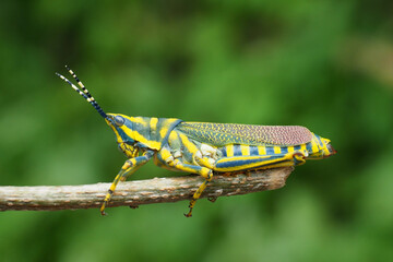 grasshopper on a branch