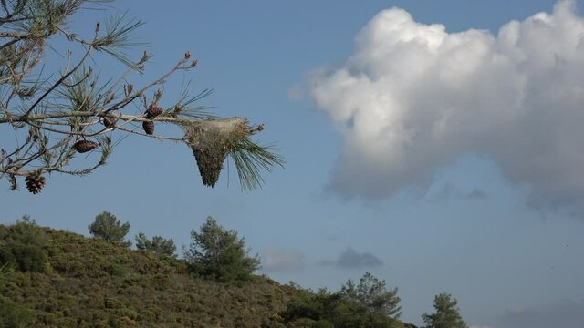 Fethiye, Turkey - 6th of March 2021: 4K Larval nest and frass on pine tree against the sky
