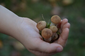 Mushrooms of honeydew in the hand