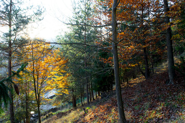 Colorful orange and yellow leaves on trees in forest in autumn