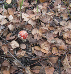 mushroom Amanita, fly agaric, in the forest
