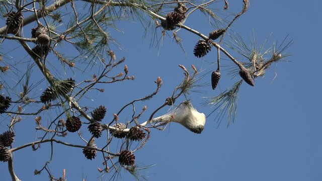 Fethiye, Turkey - 6th of March 2021: 4K Pested tree branch affected by the pine processionary moth
