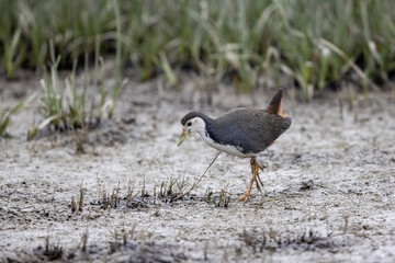 White breasted Waterhen (Amaurornis phoenicurus) walking