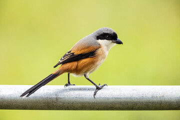 Rufous-backed shrike perching on iron pipe at wetland
