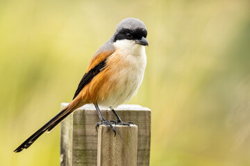 Rufous-backed shrike perching on wood at wetland