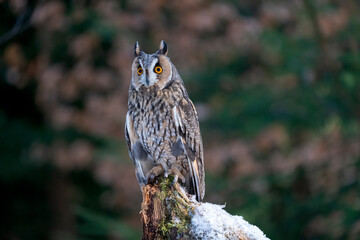 long-eared owl (Asio otus) on tree in forest.