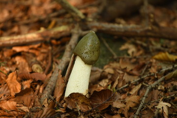 Mushroom common stinkhorn - Phallus impudicus. Grown stinky mushroom in the forest