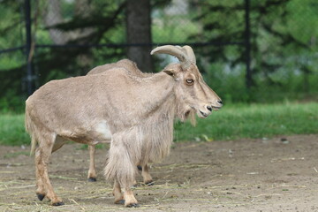 african wild goat,animals. 