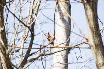 Brown squirrel on a tree