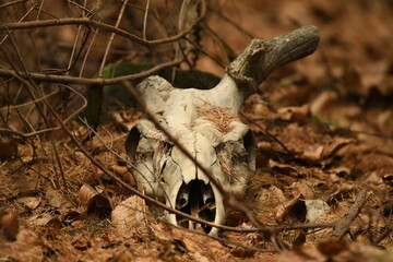 Skull of Red deer cervus elaphus found in the woods with remnants antlers