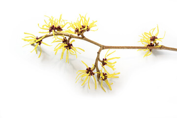 Branch with yellow witch hazel (Hamamelis) flowers, the medical plant is used in skin care, natural cosmetics and alternative medicine, isolated with shadows on a white background, copy space - 418749543