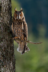long-eared owl (Asio otus) on tree in forest.