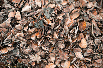 Frozen dead leavaves on the ground in the morning