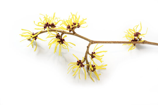 Branch with yellow witch hazel (Hamamelis) flowers, the medical plant is used in skin care, natural cosmetics and alternative medicine, isolated with shadows on a white background, copy space