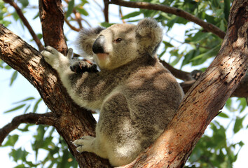 Koala - Koala bear