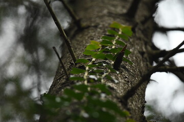 the european ivy (Hadera helix) climbs up the fir.Evergreen plant (Araliaceae)