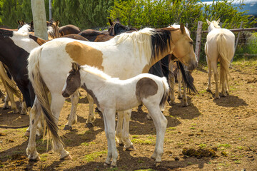 Obraz na płótnie Canvas Gruppe von Criollo Pferde Argentinien Calafate Patagonien / Group of Criollo horses Argentina Calafate Patagonia
