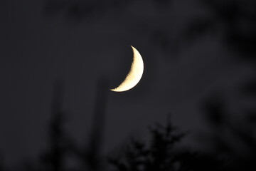 Half moon planete satelite on the sky i the dark forest