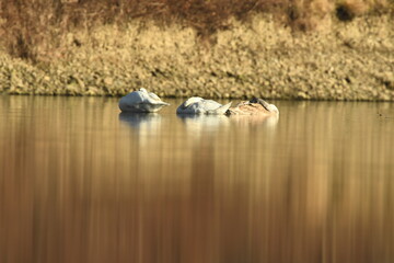 swans (Cygnus) rest,sleep on the river in sunny day