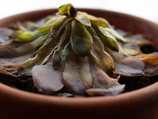a wilted succulent in a pot. side view. dying domestic plant