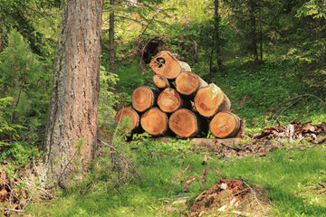 Woodpile along a mountain trial (Dolomites, Italian  Alps, Alta Badia)