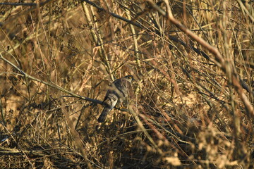 Bird Eurasian sparrowhawk (Accipiter nisus) hiding in the bush at sunny day