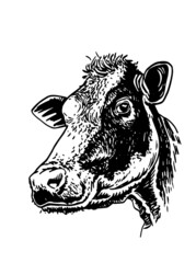 Vector hand-drawn cow isolated on white background, hand-drawn illustration