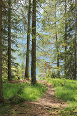 Footpath through beautiful pine forest, Sud Tyrol, Italy