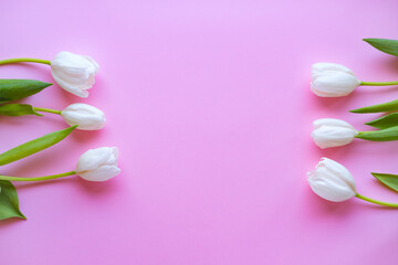 women day. Mother day .White tulips on pink background.Spring flowers.Flowery background.