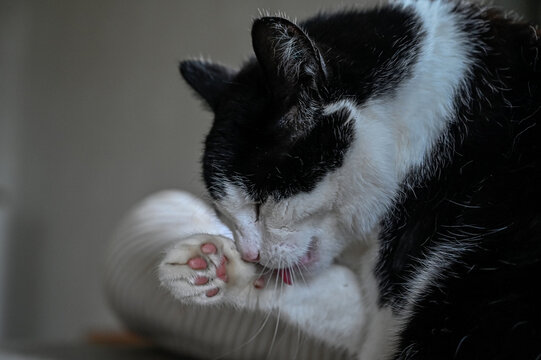 Pet Cat Licking Him Self Clean Indoors