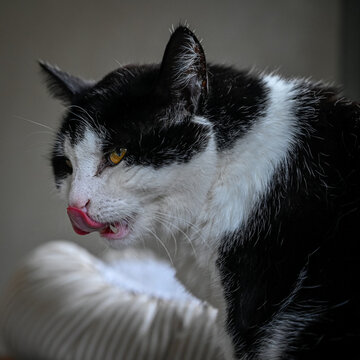 Pet Cat Licking Him Self Clean Indoors