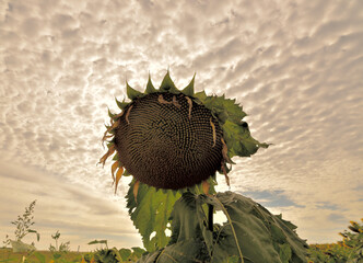 Huge ripe sunflower against the background of the sun