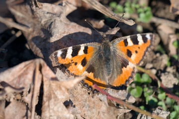 Schmetterling