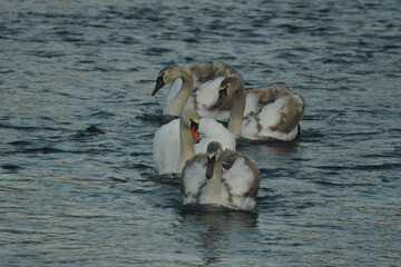 swans swim on the river in sunny day