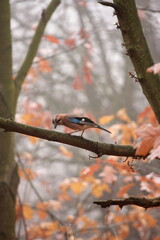 bird on a tree