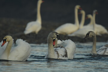 swans swim on the river in sunny day