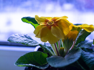primrose homemade flowers in a pot on the windowsill.