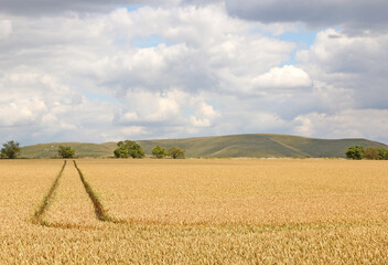 Wheat field by Milk Hill, Wiltshire	
