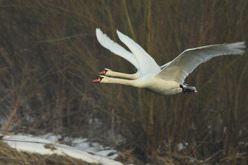 few swans (Cygnus) flying over the river