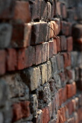 Naklejka premium brick wall