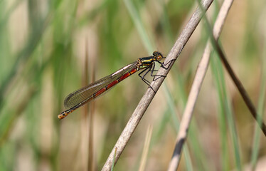 Frühe Adonislibelle - Large Red Damselfly