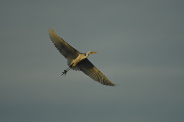 Bird (ardea alba) great white egret in flight in sunny day