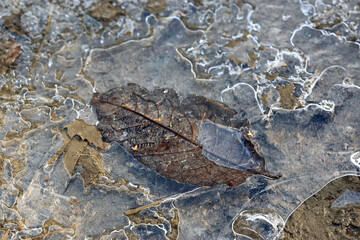 Naklejka premium Leaf in a frozen puddle