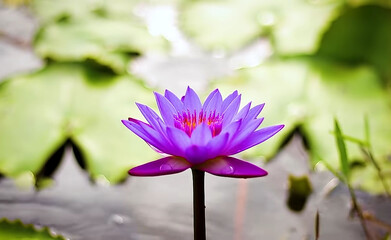 Water lily in garden and beautiful close up of pink flowers and purple lily