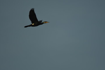 bird great cormorant (Phalacrocorax carbo) in flight