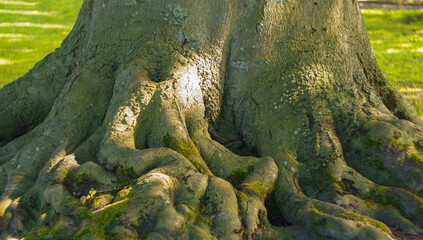 close up of root of an old tree in the park