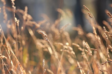 Schilf am Morgen © Vanya Antonyuk