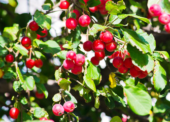 a lot of small red apples on the branches of apple tree in sunny autumn day