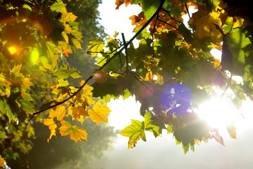 autumn leaves in the sun